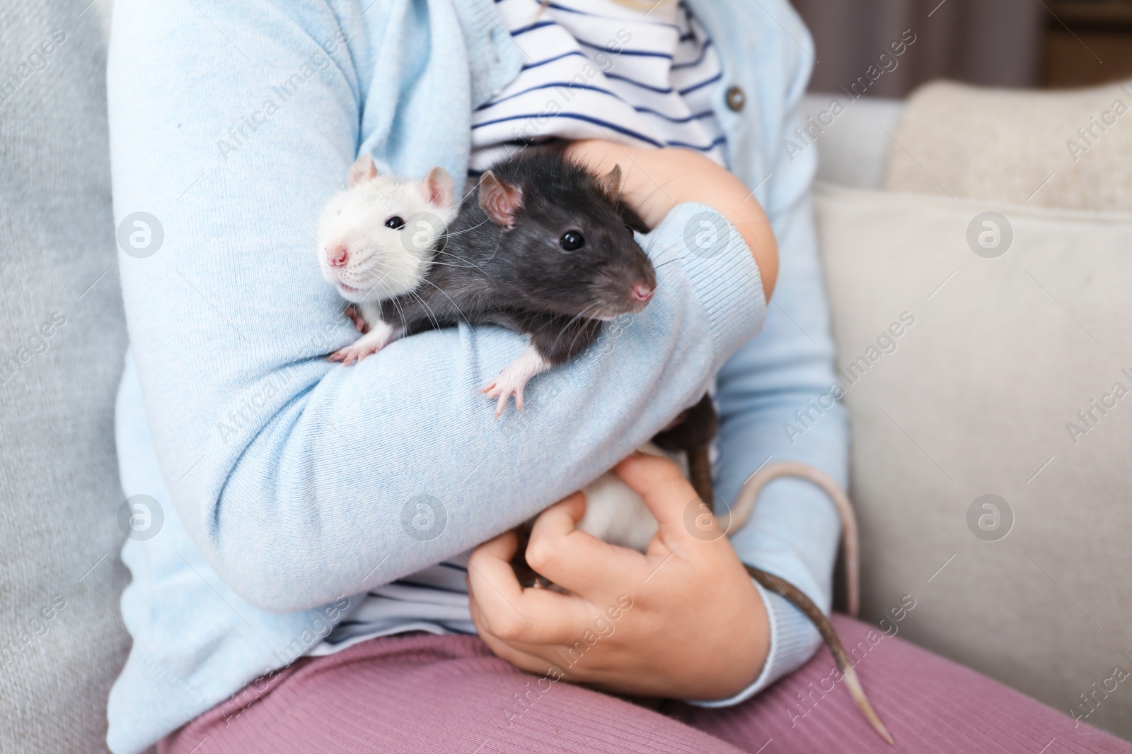 Little girl with cute rats on sofa at home, closeup Photo of Little girl with cute rats on sofa at home, closeup