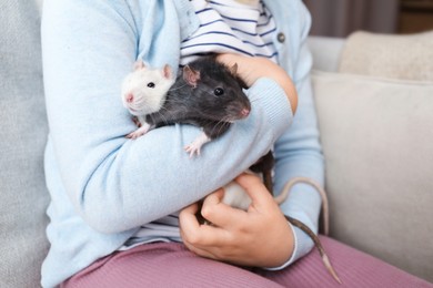 Photo of Little girl with cute rats on sofa at home, closeup