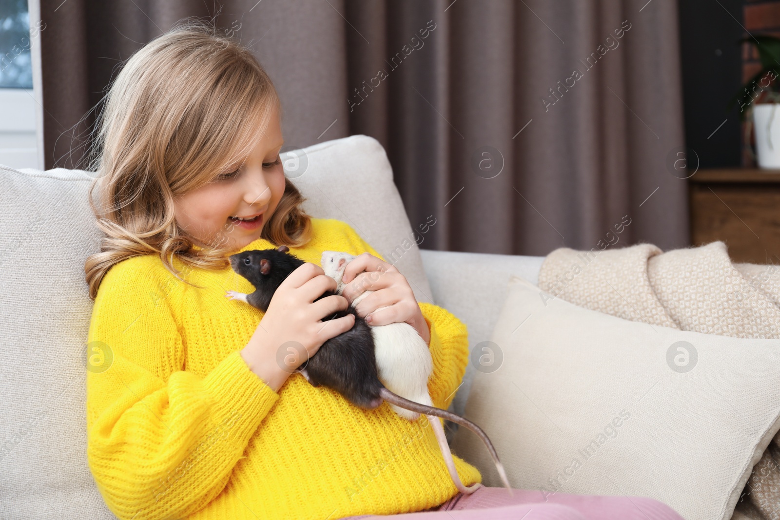 Little girl with cute rats on sofa at home, space for text Photo of Little girl with cute rats on sofa at home, space for text