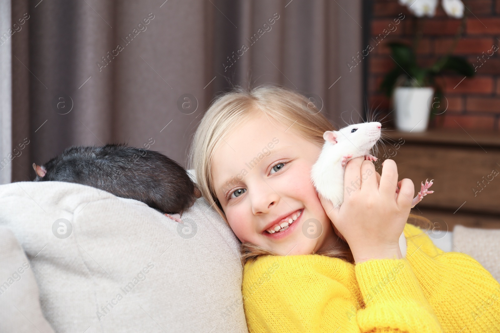 Little girl with cute rats on sofa at home Photo of Little girl with cute rats on sofa at home