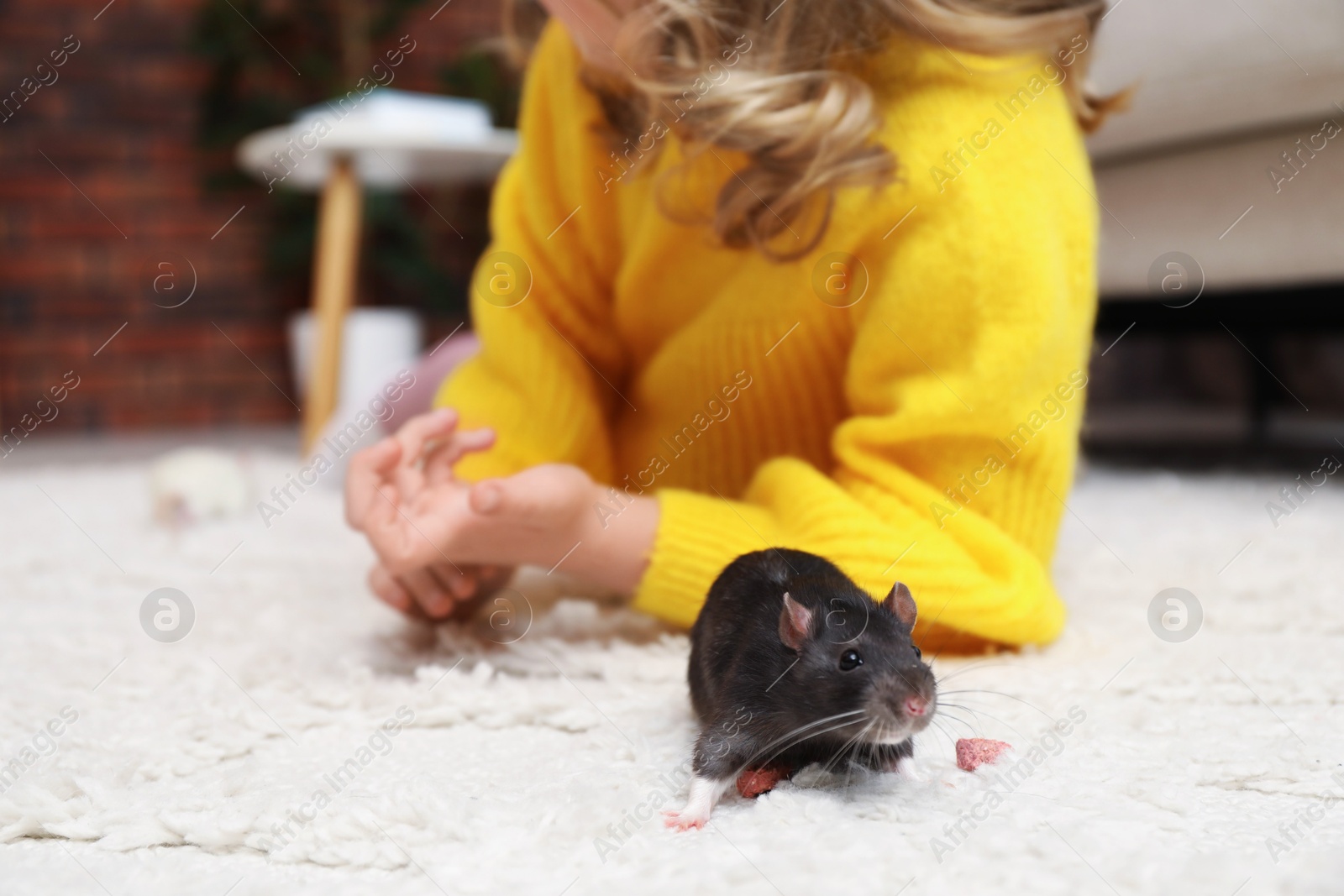 Little girl with cute black rat at home, closeup Photo of Little girl with cute black rat at home, closeup