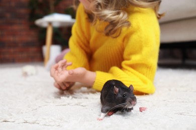 Photo of Little girl with cute black rat at home, closeup
