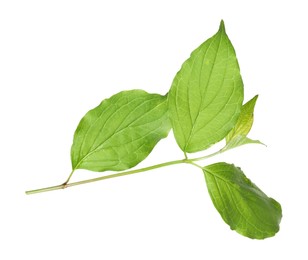 Photo of One branch with green leaves isolated on white