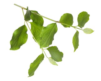 Photo of Branch with green leaves isolated on white