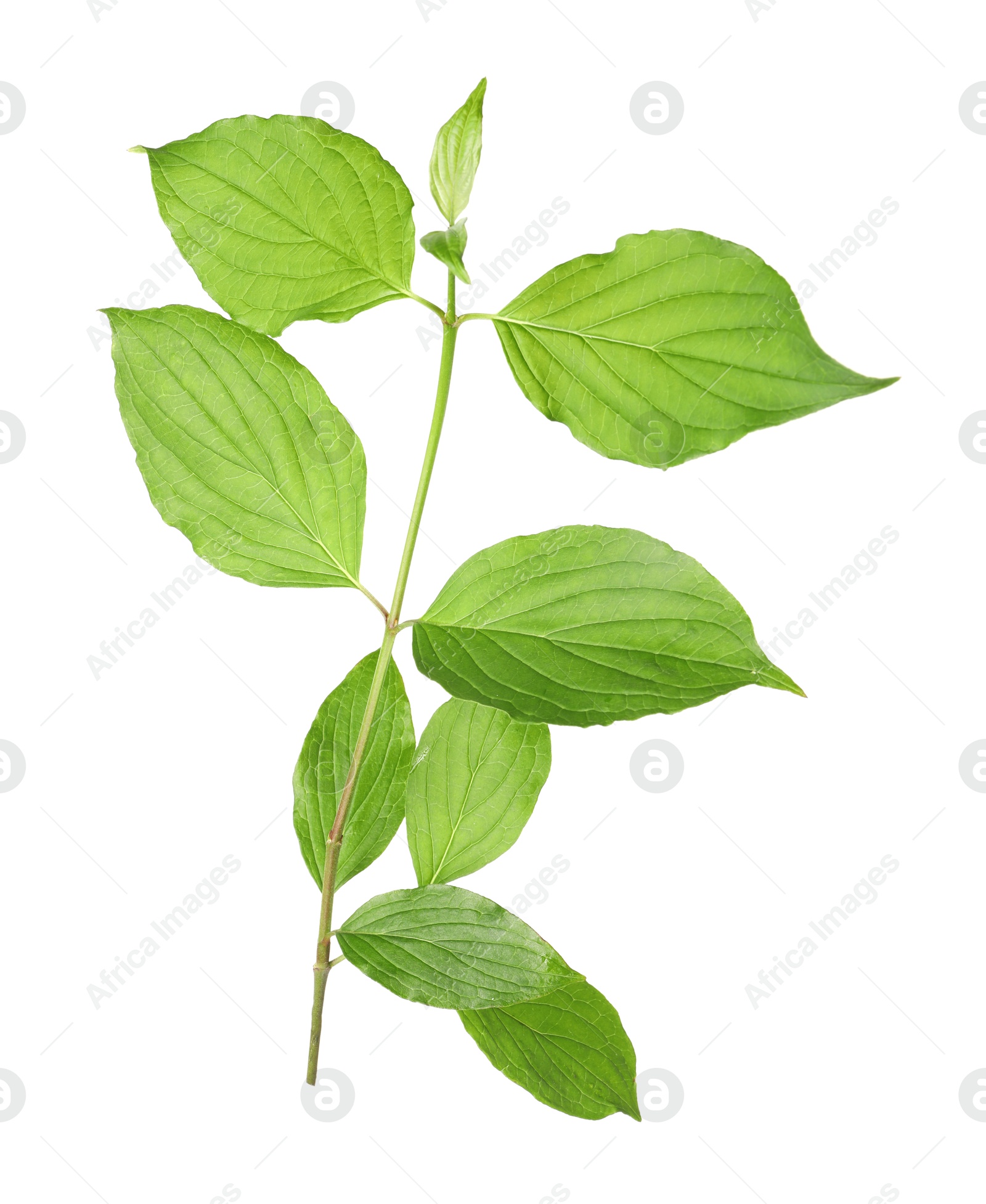 One branch with green leaves isolated on white Photo of One branch with green leaves isolated on white
