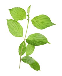 Photo of One branch with green leaves isolated on white
