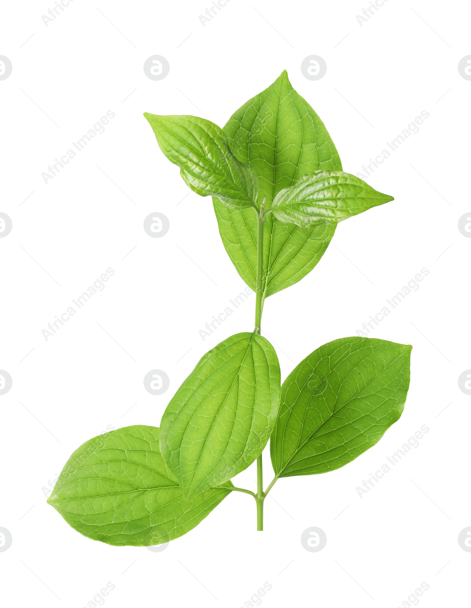 One branch with green leaves isolated on white Photo of One branch with green leaves isolated on white