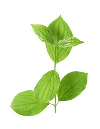 Photo of One branch with green leaves isolated on white