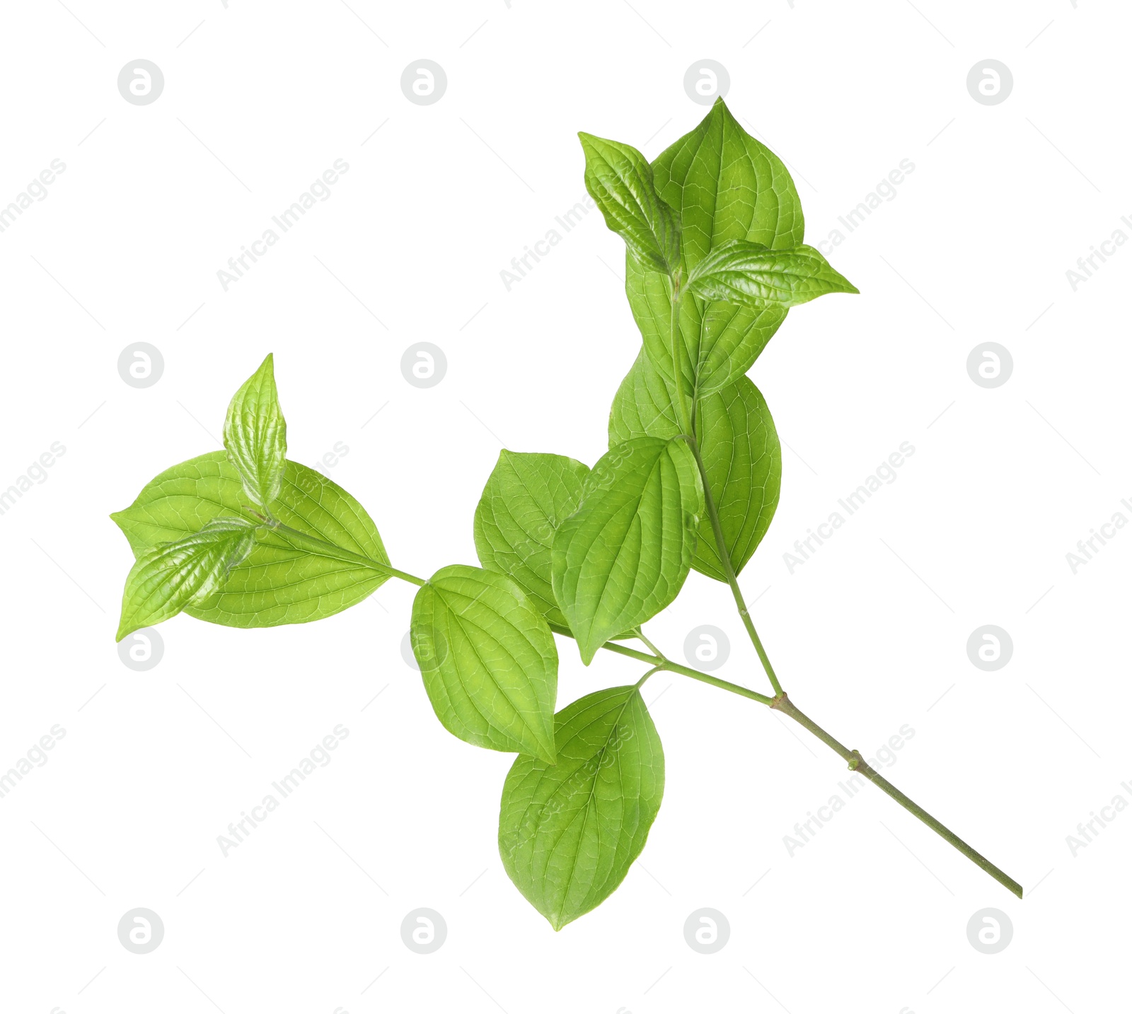 Branch with green leaves isolated on white Photo of Branch with green leaves isolated on white