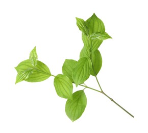 Photo of Branch with green leaves isolated on white