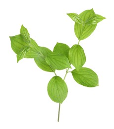 Photo of Branch with green leaves isolated on white