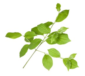 Photo of Branch with green leaves isolated on white
