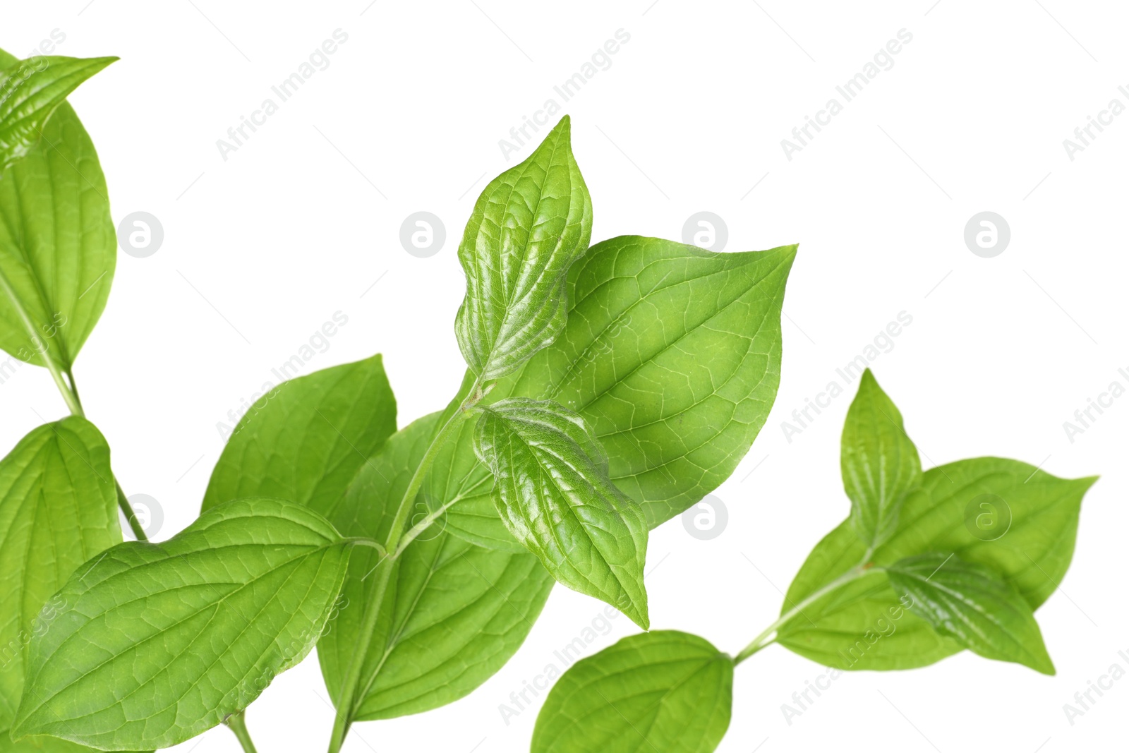 Branches with green leaves isolated on white Photo of Branches with green leaves isolated on white