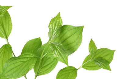 Photo of Branches with green leaves isolated on white