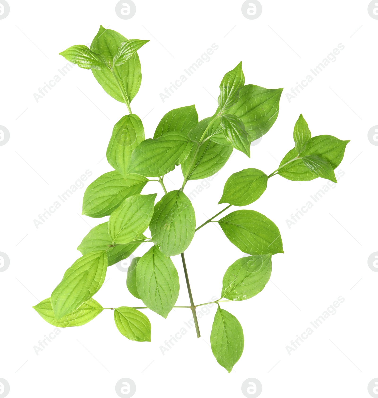 Branch with green leaves isolated on white Photo of Branch with green leaves isolated on white