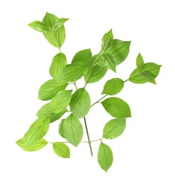 Photo of Branch with green leaves isolated on white