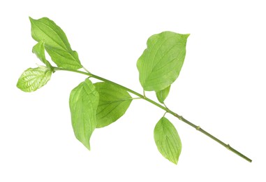 Photo of One branch with green leaves isolated on white
