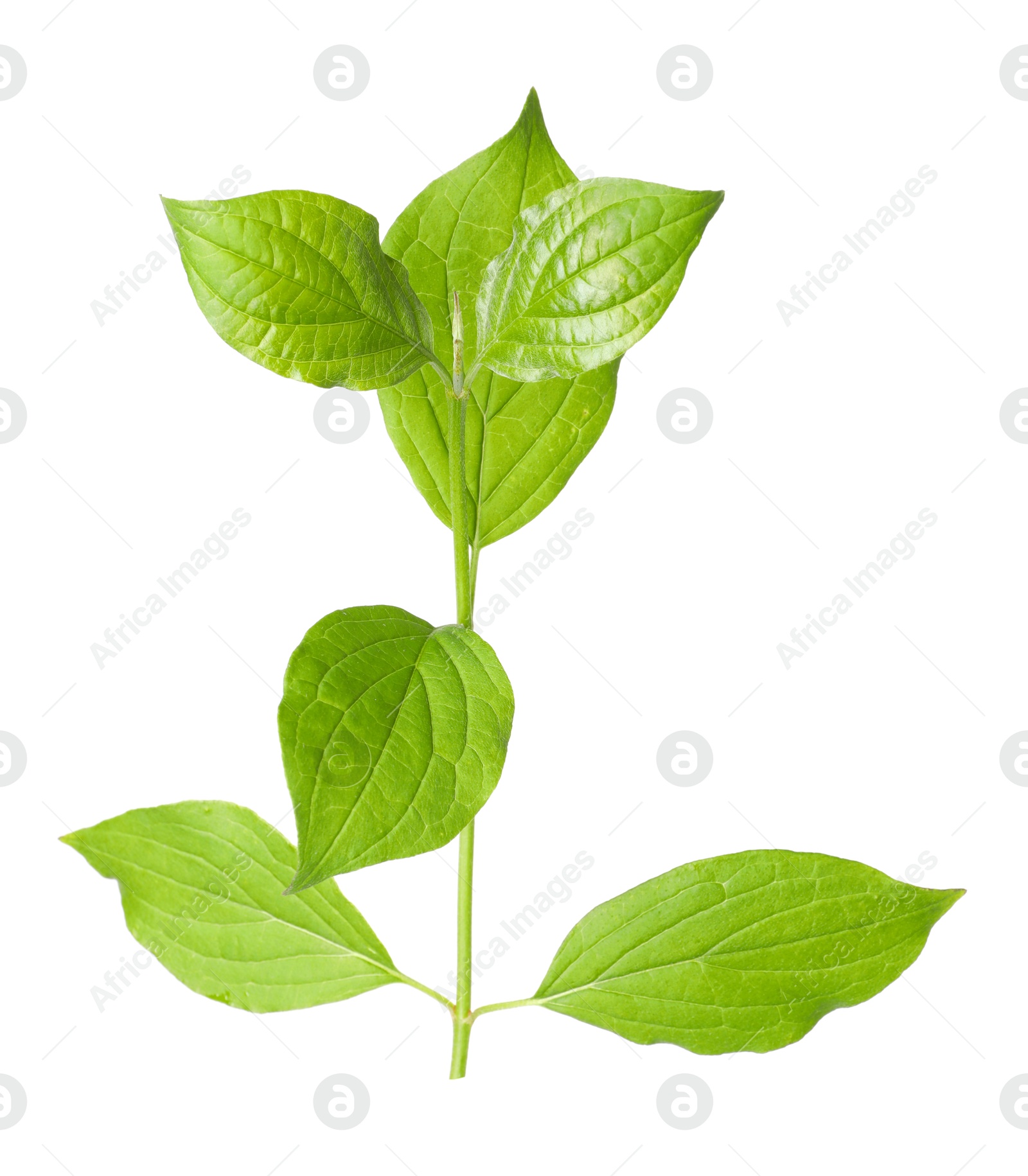 Branch with green leaves isolated on white Photo of Branch with green leaves isolated on white