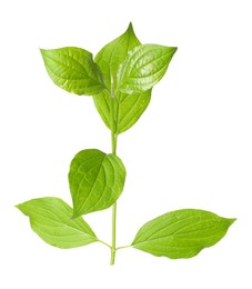 Photo of Branch with green leaves isolated on white