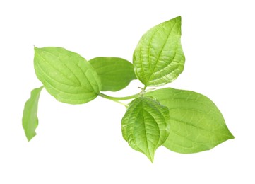 Photo of Branch with green leaves isolated on white, above view