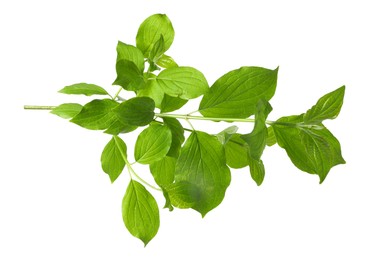 Photo of One branch with green leaves isolated on white