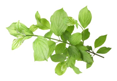 Photo of One branch with green leaves isolated on white