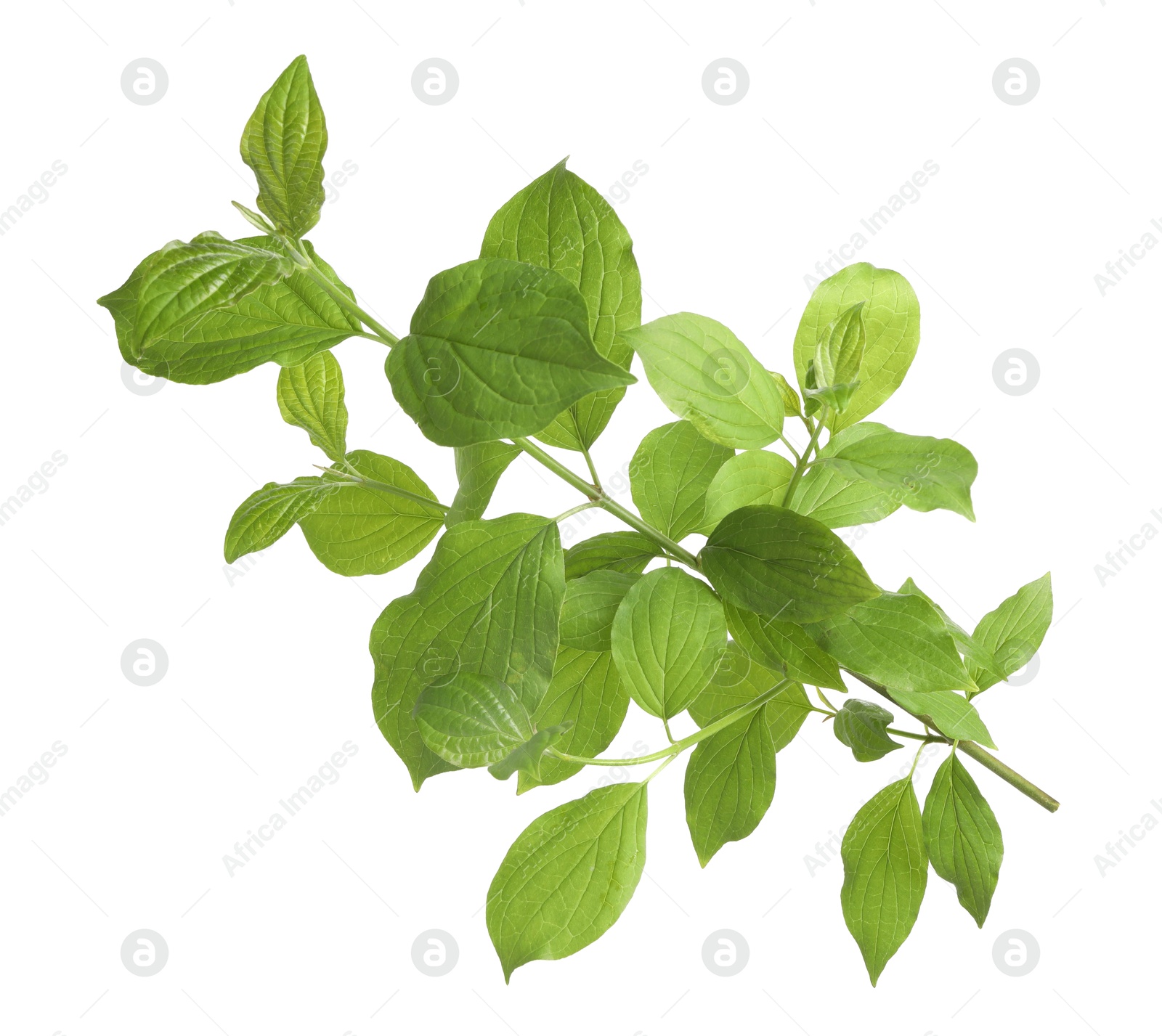 One branch with green leaves isolated on white Photo of One branch with green leaves isolated on white