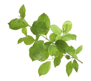 Photo of One branch with green leaves isolated on white