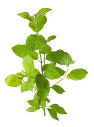 Photo of One branch with green leaves isolated on white