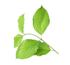 Photo of One branch with green leaves isolated on white
