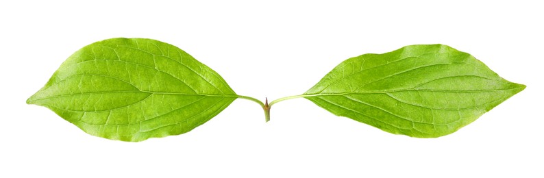 Photo of Branch with green leaves isolated on white