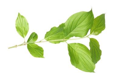 Photo of One branch with green leaves isolated on white