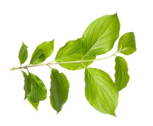 Photo of One branch with green leaves isolated on white