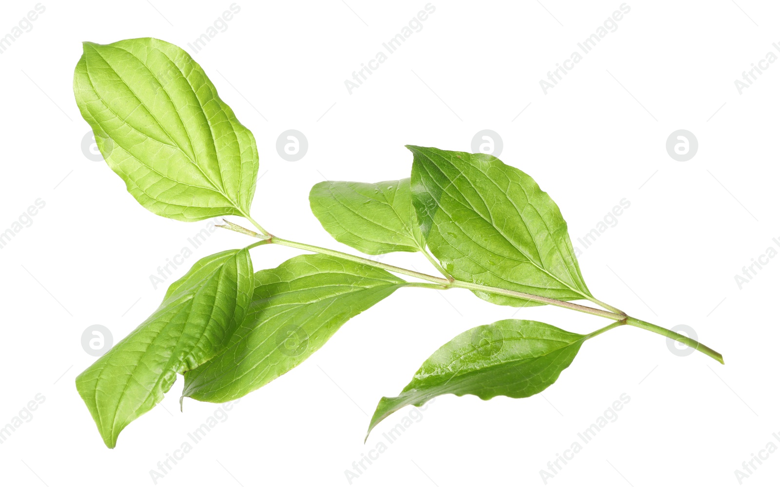 One branch with green leaves isolated on white Photo of One branch with green leaves isolated on white