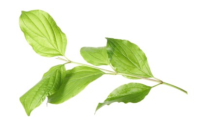Photo of One branch with green leaves isolated on white
