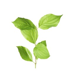 Photo of One branch with green leaves isolated on white