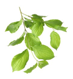 Photo of Branch with green leaves isolated on white
