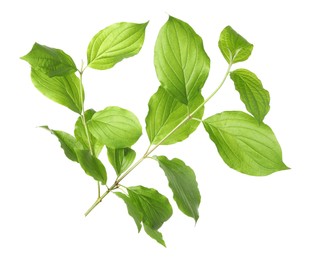 Photo of Branch with green leaves isolated on white