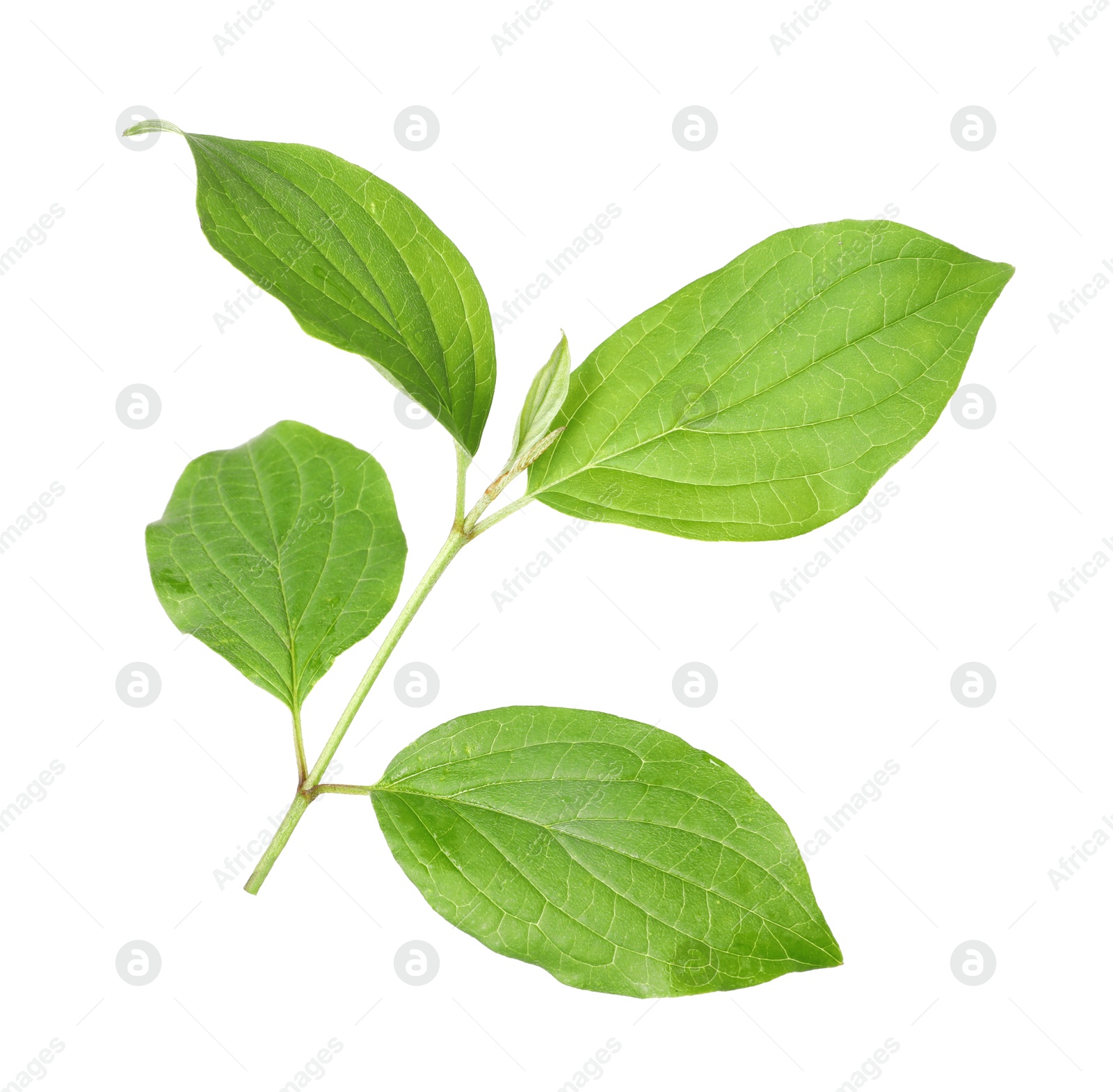 Branch with green leaves isolated on white Photo of Branch with green leaves isolated on white