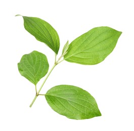 Photo of Branch with green leaves isolated on white
