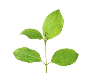 Photo of Branch with green leaves isolated on white