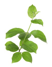 Photo of Branch with green leaves isolated on white