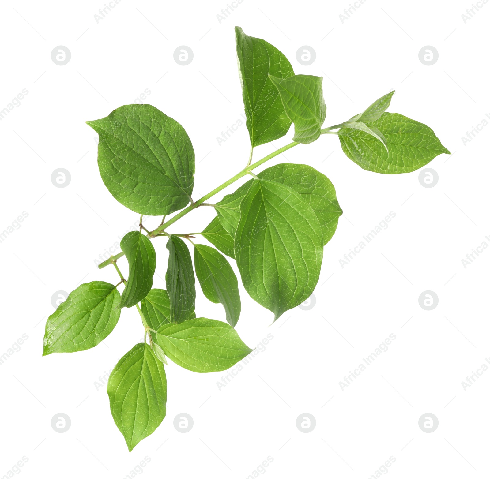 Branch with green leaves isolated on white Photo of Branch with green leaves isolated on white