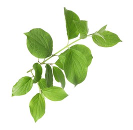 Photo of Branch with green leaves isolated on white