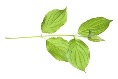 Photo of One branch with green leaves isolated on white