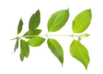 Photo of One branch with green leaves isolated on white