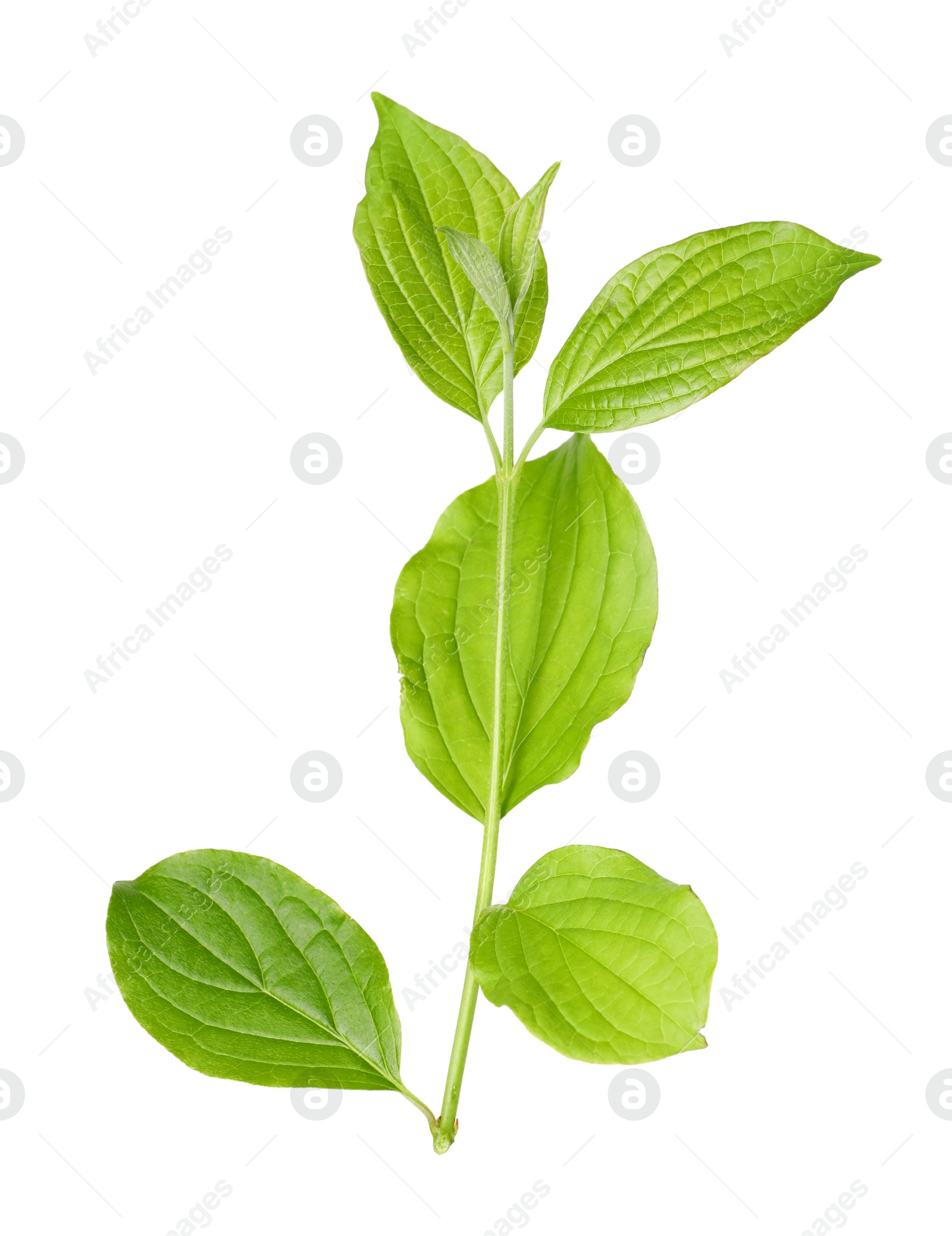 One branch with green leaves isolated on white Photo of One branch with green leaves isolated on white