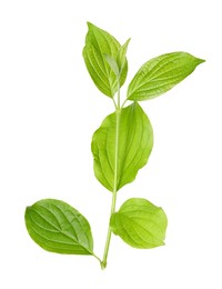 Photo of One branch with green leaves isolated on white