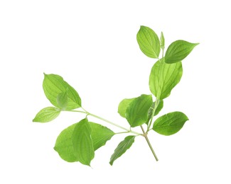 Photo of Branch with green leaves isolated on white