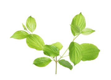 Photo of Branch with green leaves isolated on white